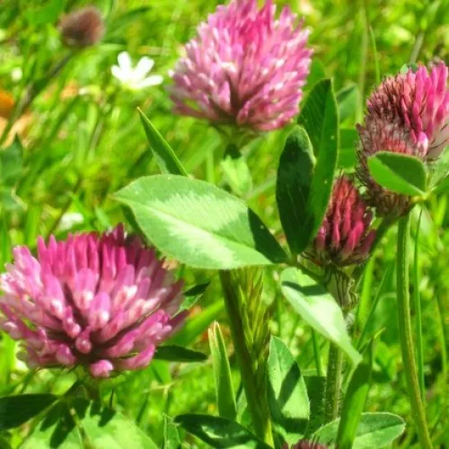 Zöldugar 35. csávázatlan