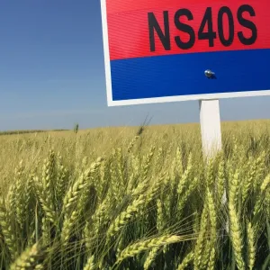 NS 40 S csávázott II. fok