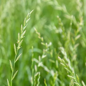 Temprano diploid csávázatlan