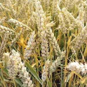 Petronela csávázott II. fok