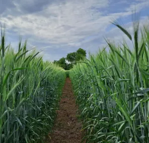Trisem csávázott II. fok