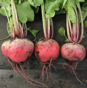 Rózsaszínű béta elit csávázatlan