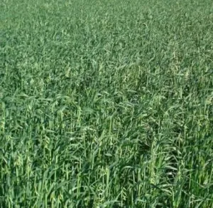 Luxurial BIO csávázatlan BIO I. fok