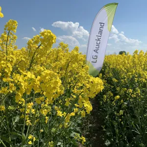 LG Auckland csávázott+rovarölő