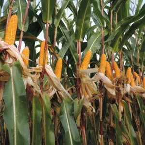 KWS Monumento Initio csávázott+stimulátor +Korit