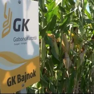 GK Bajnok csávázott