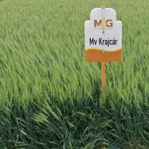 MV Krajcár csávázott II. fok