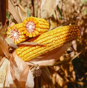 KWS Casak Duo Initio+Duo System csávázott+stimulátor +Korit