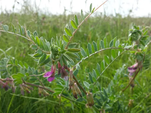 Őszi keveréktakarmányok