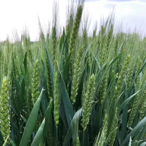 Orloge csávázott I. fok