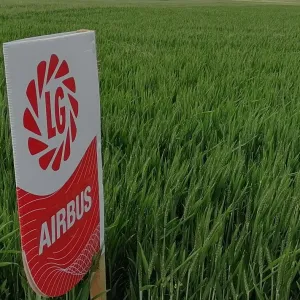 LG Airbus csávázott II. fok