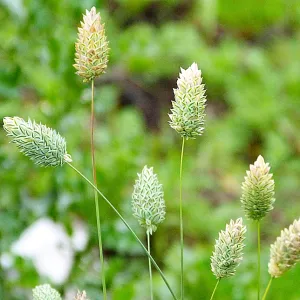 Judita csávázatlan I. fok