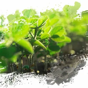 Phylazonit NG Szója