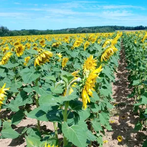 Norman CP csávázott