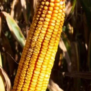 RGT Evoluxxion csávázott