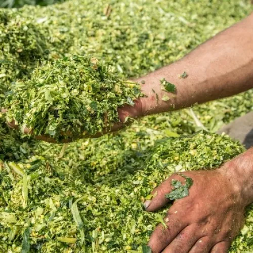 Dimenzió Szilázs 2 egyéves csávázatlan