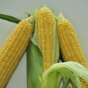 Dessert R68 csávázott