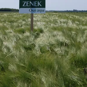 Zenek csávázott II. fok