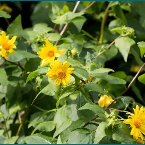 Négermag csávázatlan