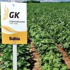 Bahia csávázott oltott II. fok