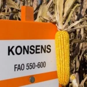 KWS Konsens Initio csávázott+stimulátor