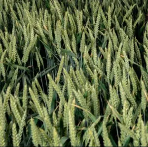 LG Ruche csávázott II. fok