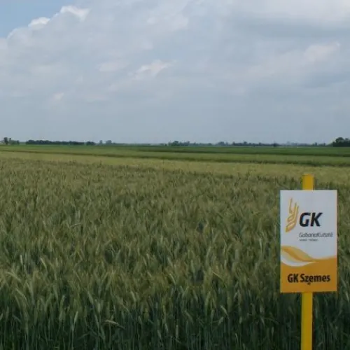 GK Szemes csávázatlan II. fok