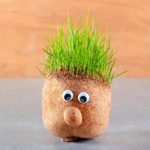 Fűfej csávázatlan