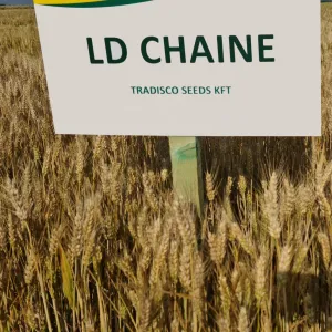 LD Chaine csávázatlan II. fok