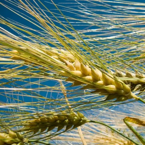 SU Ellen csávázott II. fok