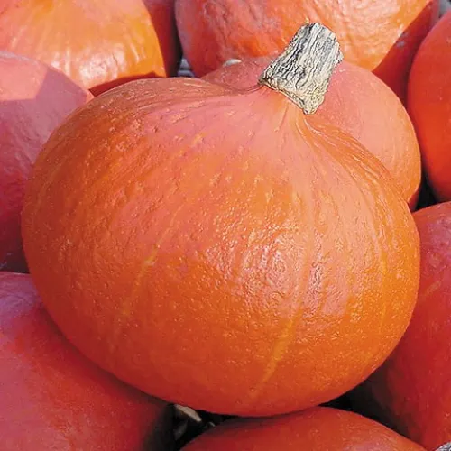 Uchiki Kuri csávázatlan F1