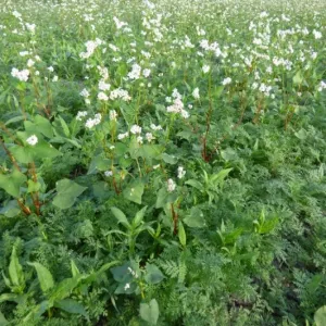 Pohánkás zöldítő csávázatlan