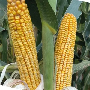 RF 555 csávázott+stimulátor