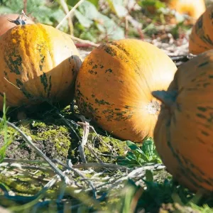 Beppo héj nélküli csávázatlan hibrid