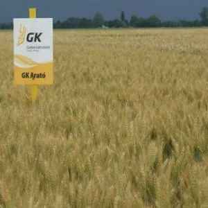 GK Arató csávázott II. fok