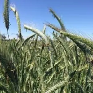 KWS Serafino egyéves csávázott hibrid