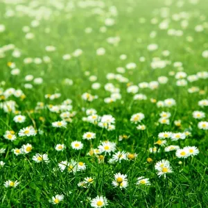 Magic Garden Százszorszép csávázatlan