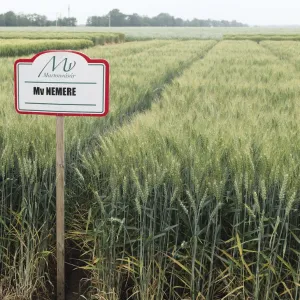 MV Nemere csávázott II. fok