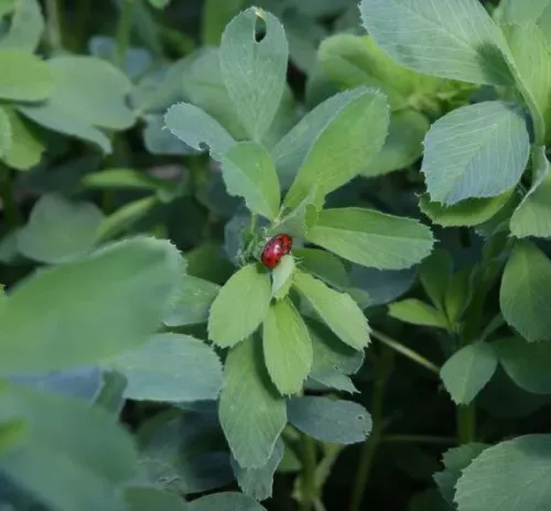 Bánát csávázatlan II. fok