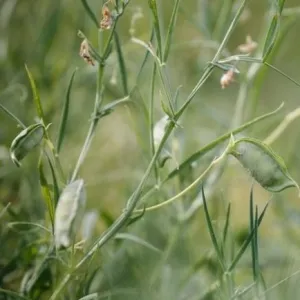 Nfix csávázatlan kereskedelmi