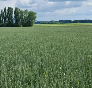 Serenité BIO csávázatlan BIO II. fok