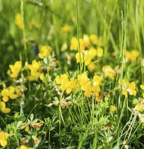 Marianne csávázatlan