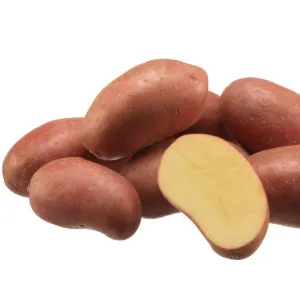 Esmee cseh csávázott A 35-55 mm