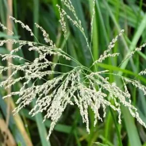 Conartica csávázatlan