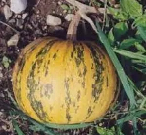 Szentesi oliva héj nélküli csávázatlan fajta