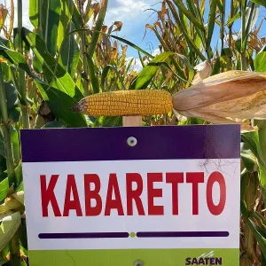 Kabaretto csávázott