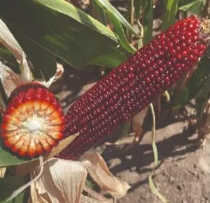 RF 500 csávázott+stimulátor