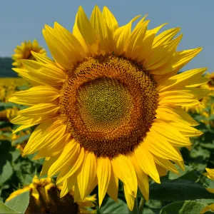 Hysun 195 IT CL csávázott