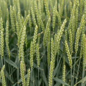 KWS Sphere csávázott II. fok