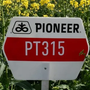 PT315 LumiGEN Insecticide csávázott+rovarölő +stimulátor